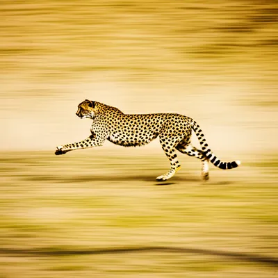 Illustration fastest - Image 1