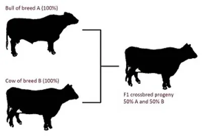 Illustration grade - Image 4