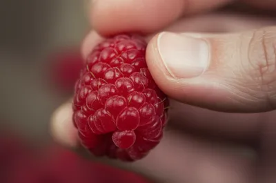 Illustration rasps - Image 1