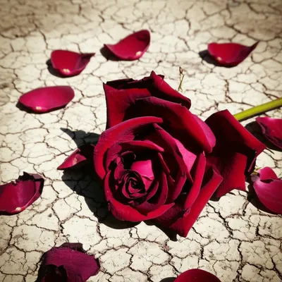 Illustration mutilated - Image 1