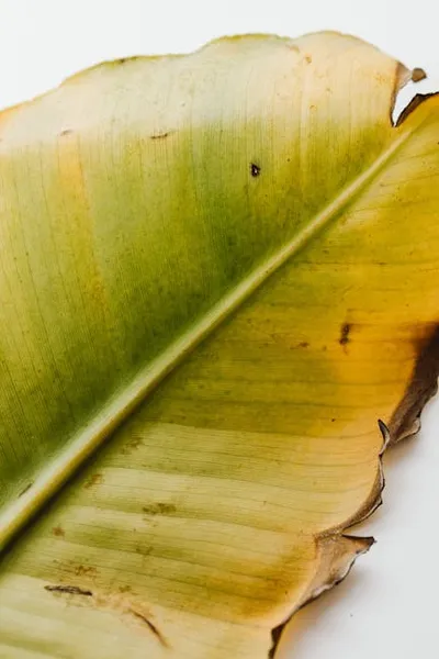 Illustration yellowing - Image 2