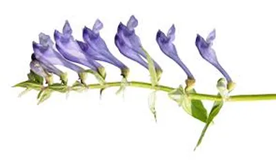 Illustration skullcap - Image 2