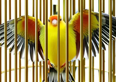 Illustration limits - Image 1