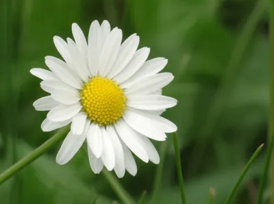 Illustration marguerites