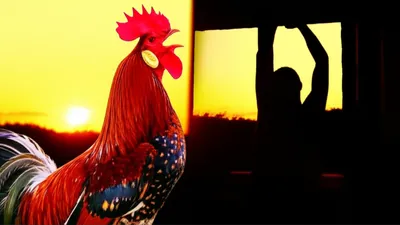 Illustration rousing - Image 1