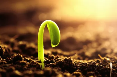 Illustration quickening - Image 1