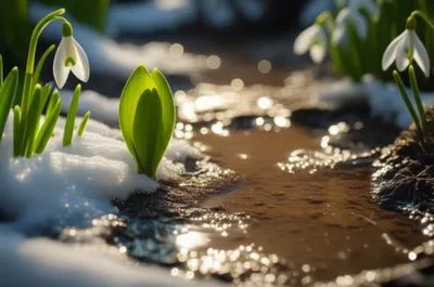 Illustration thawed - Image 1