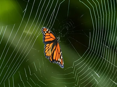 Illustration entrapping