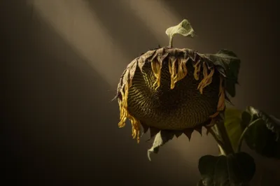 Illustration sickly - Image 1