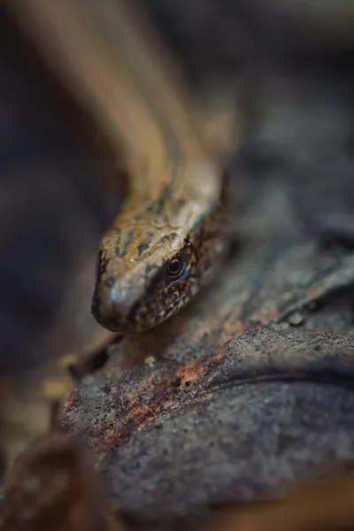 Illustration legless - Image 2