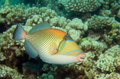 Illustration turbots - Image 1