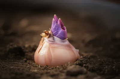 Hình ảnh minh họa violets - Ảnh 1