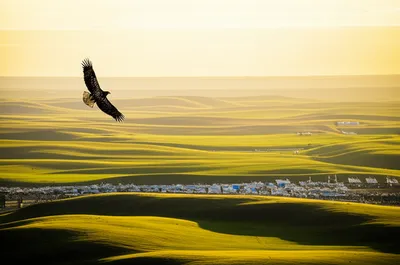 Illustration libertarians - Image 1