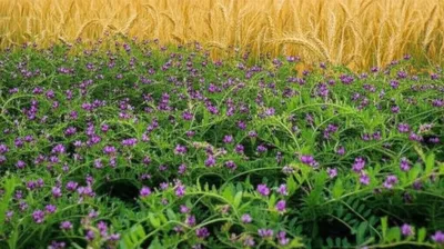 Illustration till - Image 1