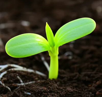 Illustration seedling