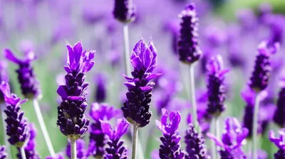 Illustration spikenard - Image 1