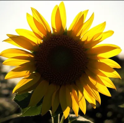 Illustration absorbs - Image 2