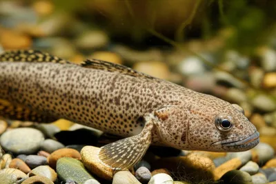 Illustration bullhead - Image 1