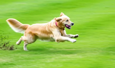 Illustration wagged - Image 1