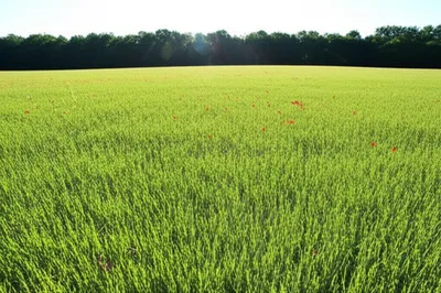 Hình ảnh minh họa meadow