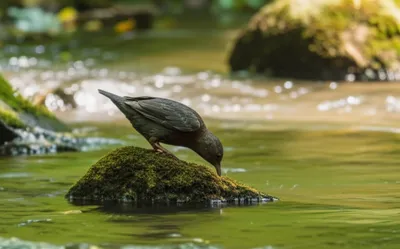 Illustration dipper - Image 1