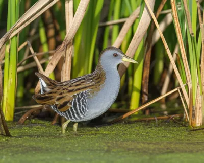 Illustration sora - Image 1