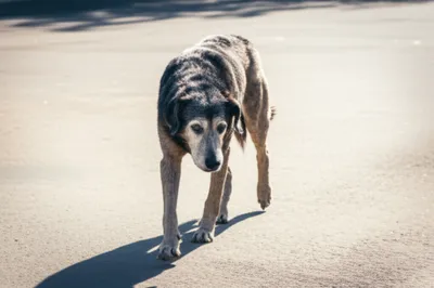 Illustration sagging - Image 1