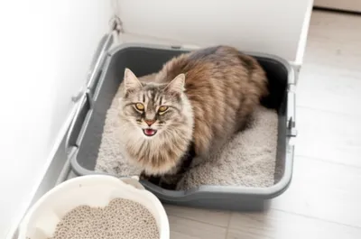 Illustration litters - Image 1