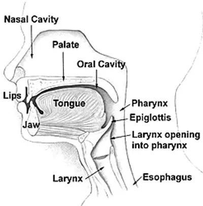 Illustration palate - Image 2