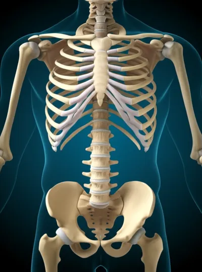 Illustration boning - Image 1
