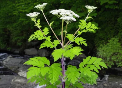 Illustration hemlock