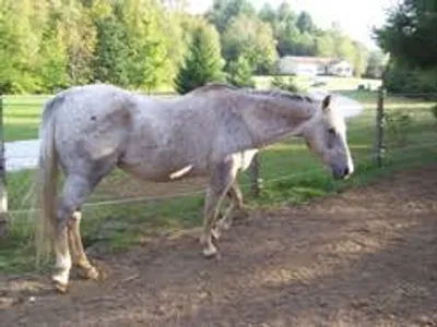 Illustration jade - Image 2