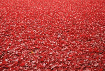 Illustration acer - Image 1