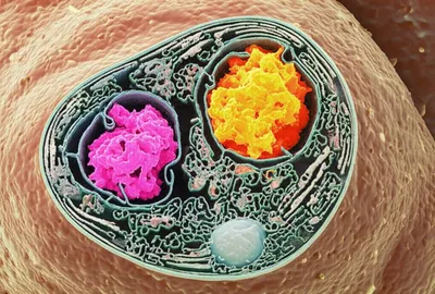 Illustration inclusion - Image 1