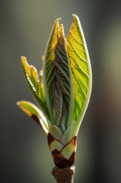 Illustration foliation - Image 1