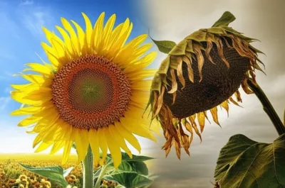 Illustration fading - Image 1