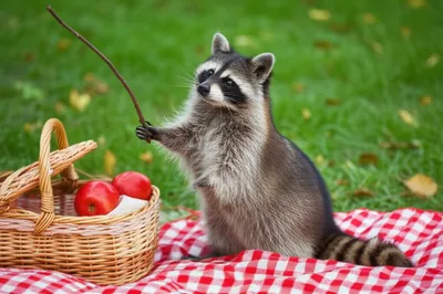 Illustration filch - Image 1