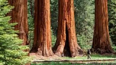 Illustration sequoia - Image 2