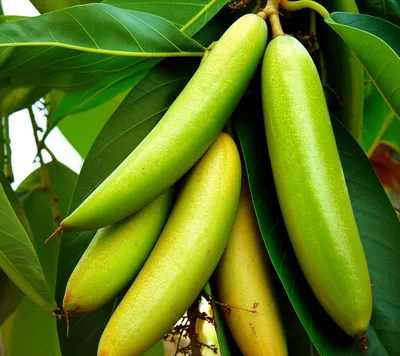 Illustration pears - Image 1