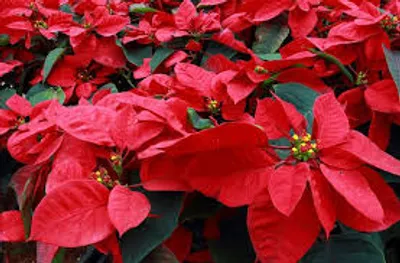 Hình ảnh minh họa poinsettia - Ảnh 2