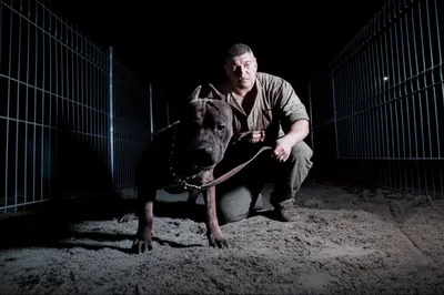 Illustration dogmen - Image 1