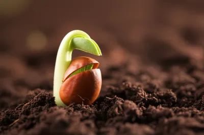 Illustration begin - Image 1