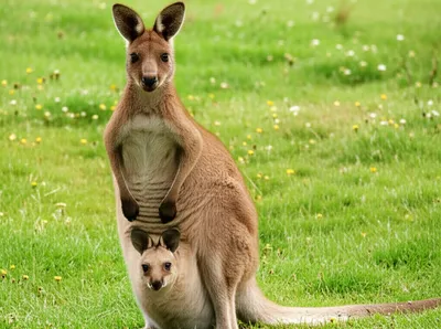 Illustration marsupial - Image 1