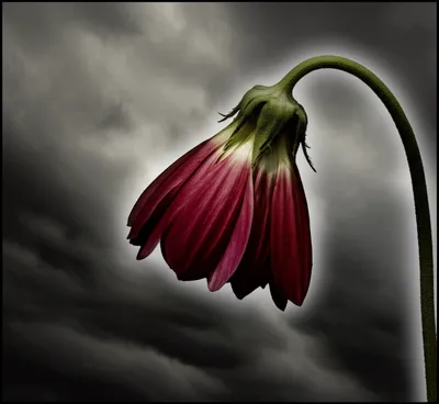 Illustration worsen - Image 1