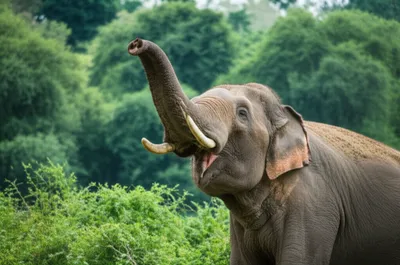 Illustration trumpet - Image 1