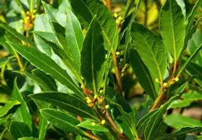 Illustration laurel - Image 3