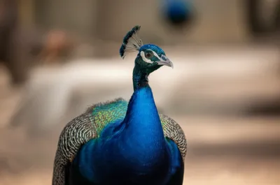 Illustration toss - Image 1