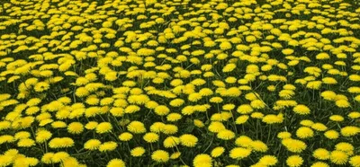 Illustration century - Image 1