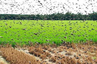 Illustration invaded - Image 1