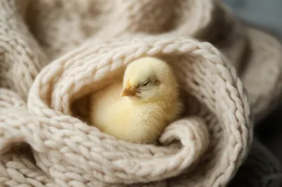 Illustration nestling - Image 1